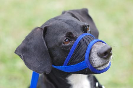 Museruola regolabile morbida per cani - Personalizzazione museruola per cani